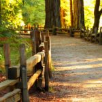 cleared path with a wooden fence in the forrest