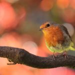 Robin on Branch at Daybreak