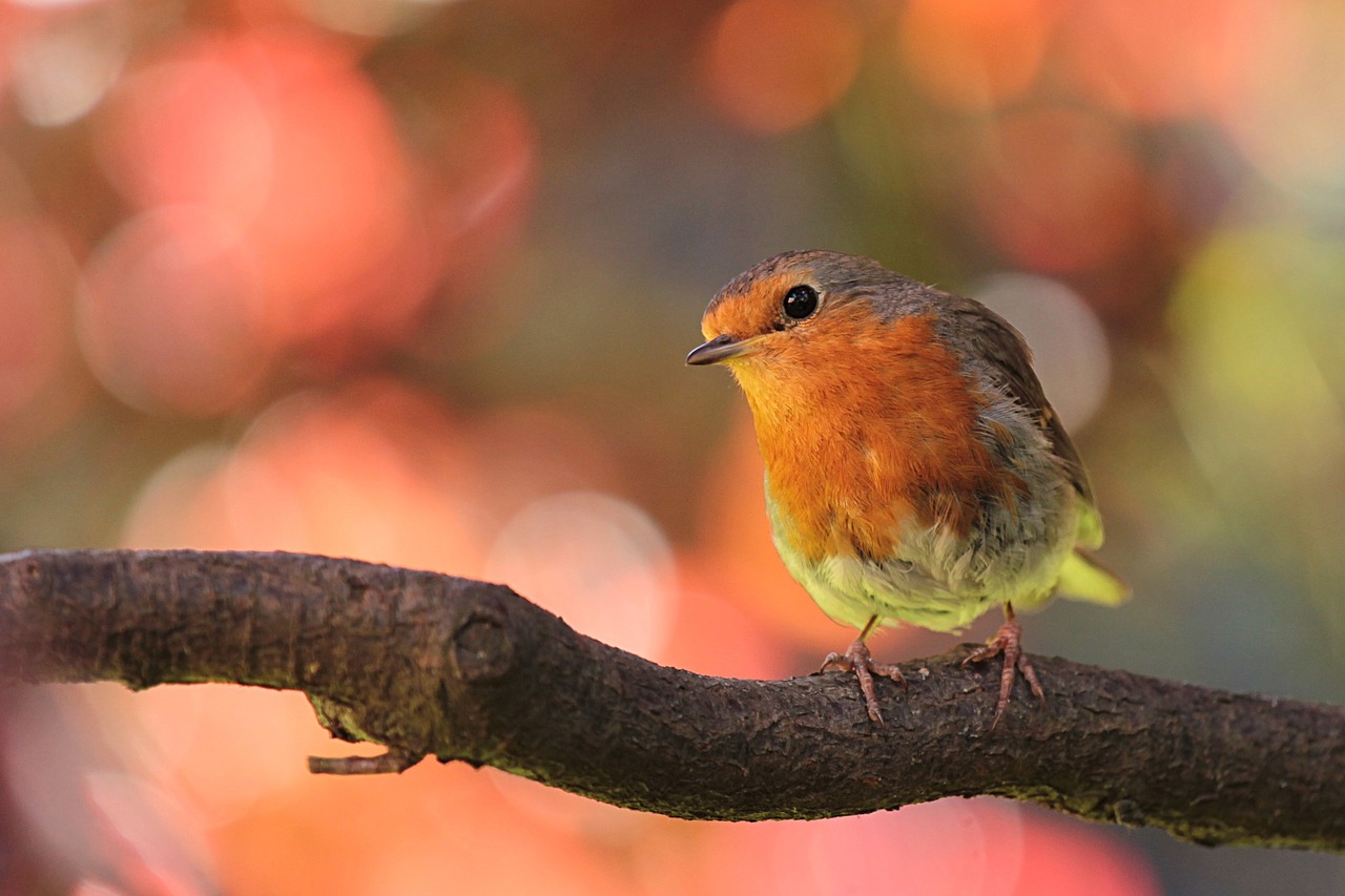 Robin on Branch at Daybreak