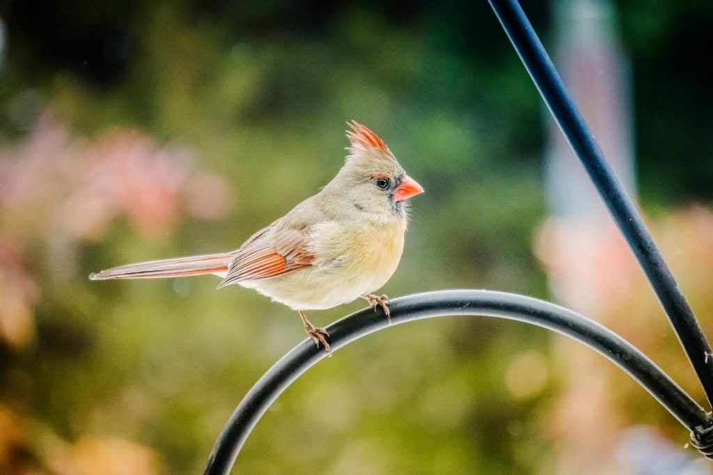 female cardinal