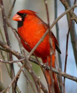 male bright red cardinal