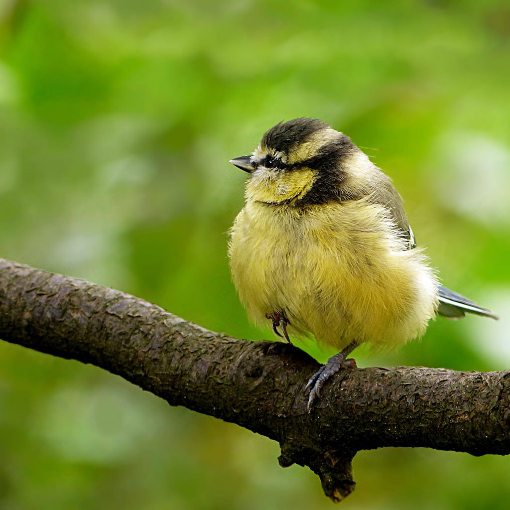yellow and black bird perched on tree limb