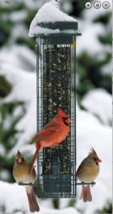 squirrel buster feeder from Duncraft with cardinals visiting it