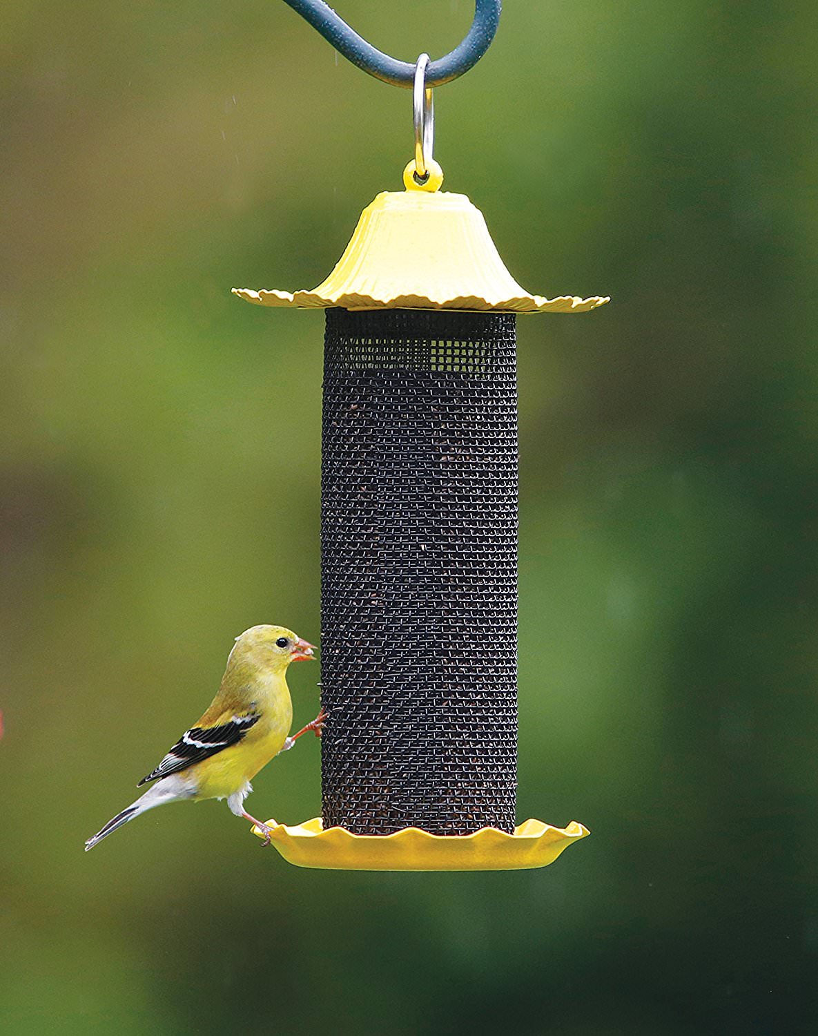 The 9 Best Bird Feeders for Finches Check Out Our Favorites