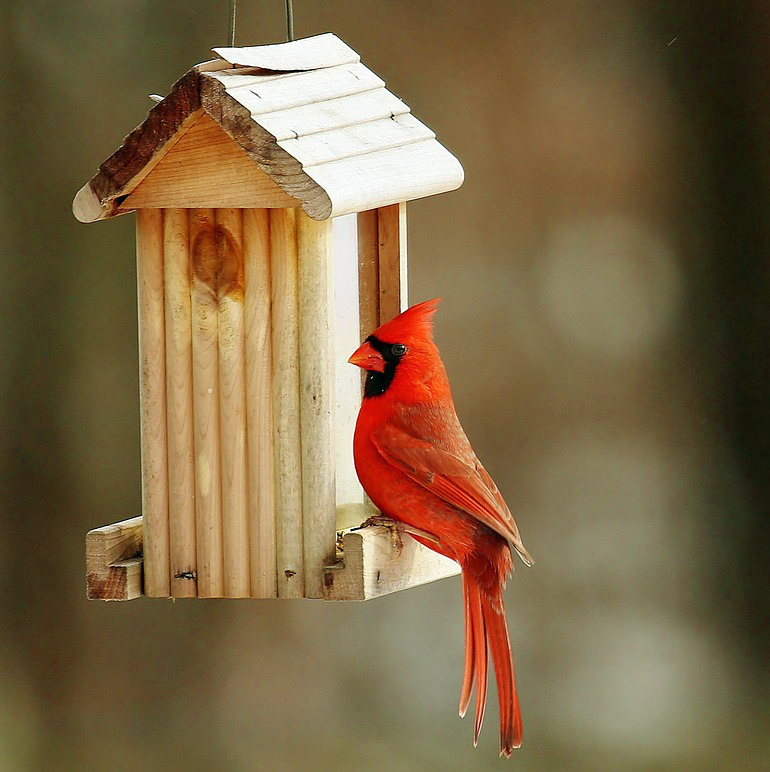 cardinal at wooden feeder