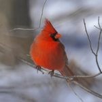bright red cardinal on a branch