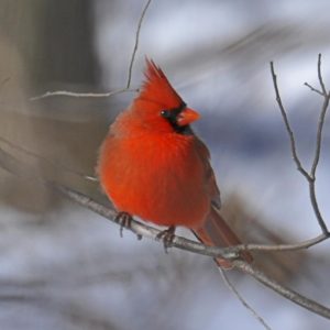 How to More Attract Cardinals to Your Backyard or Garden
