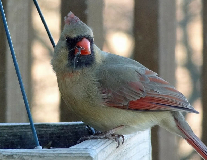 cardinal eating from feeder