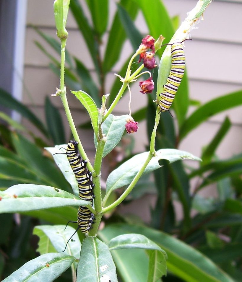 two caterpillars on a branch