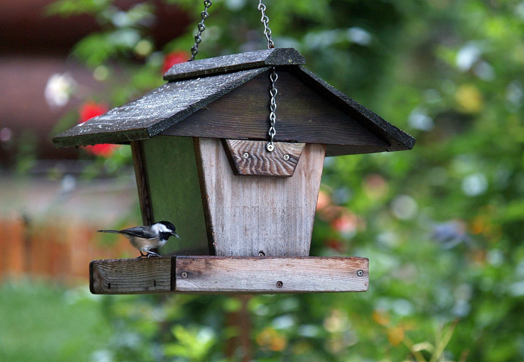 chickadee eating from birdfeeder