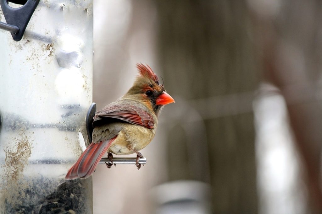 femal cardinal perched on a feeder