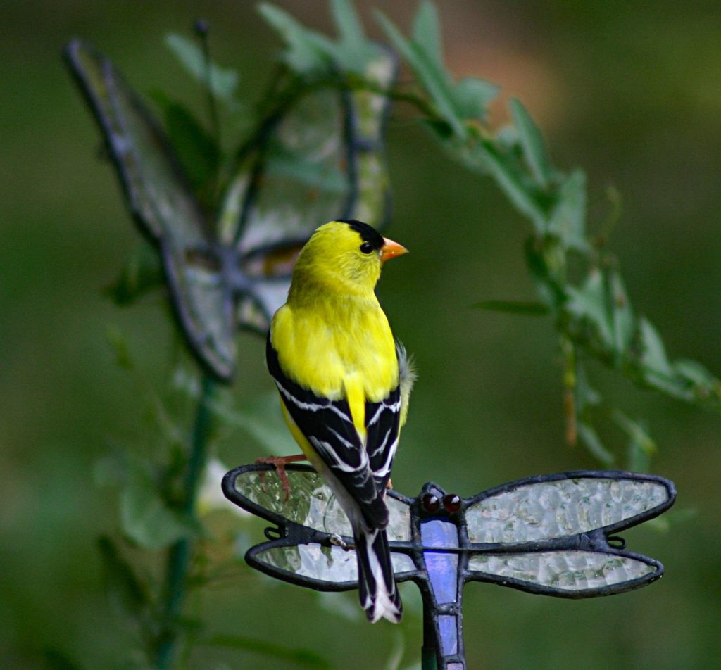 Pretty yellow finch