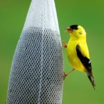 Finch eating from Sock feeder