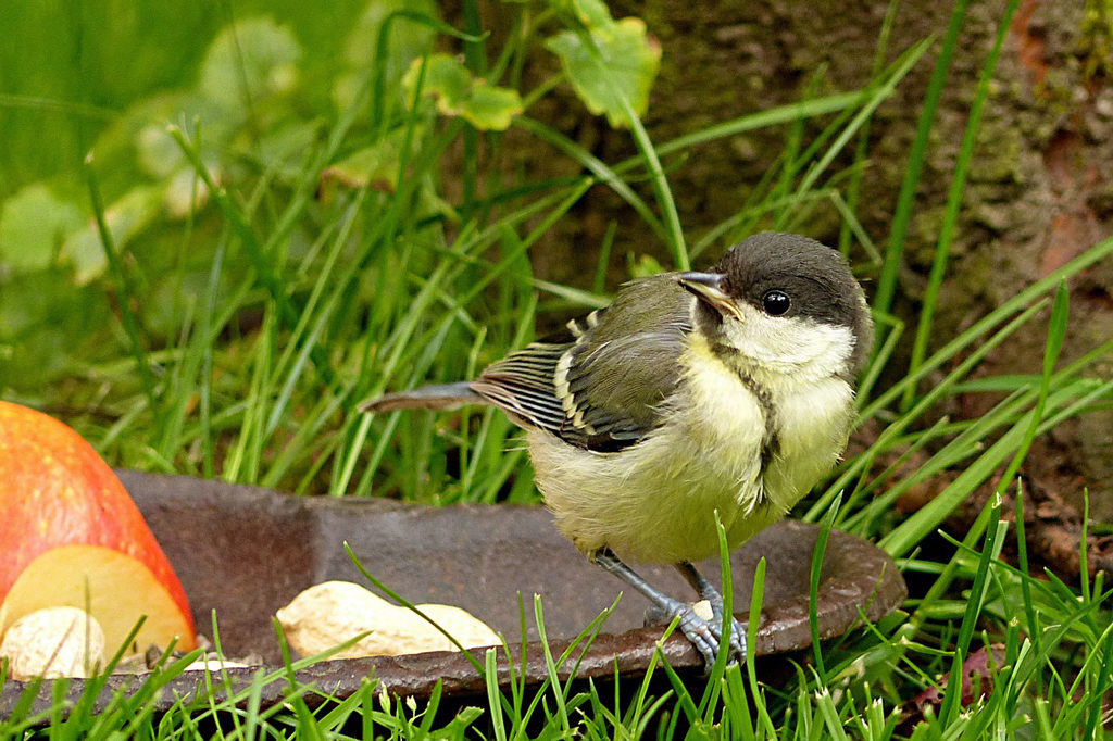 great tit eating from tray