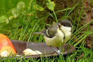 great tit eating from tray