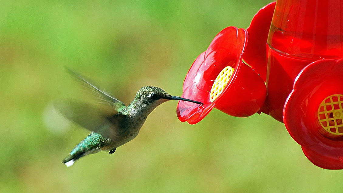 hummingbird taking a drink mid flight
