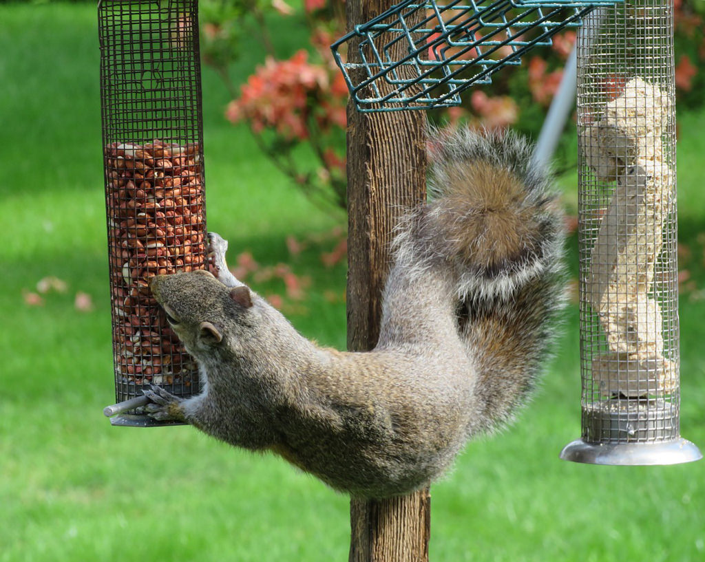squirrel raiding the birds food