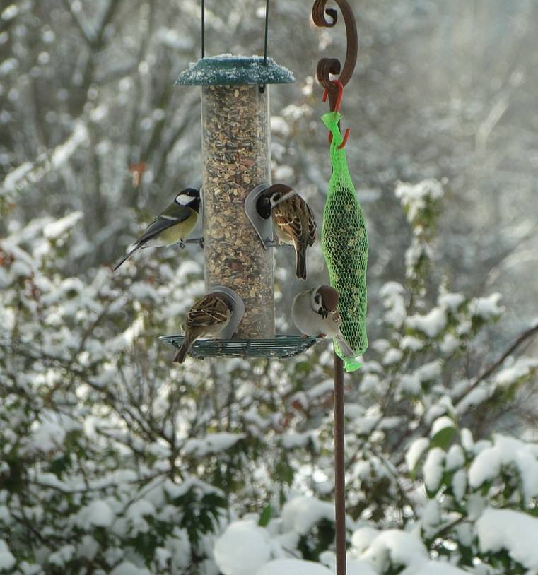 2 types of bird feeders hanging in the garden
