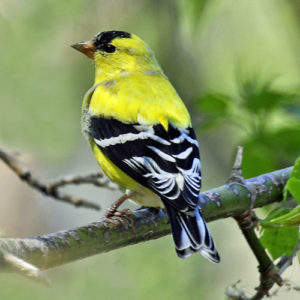 Yellow finch on branch