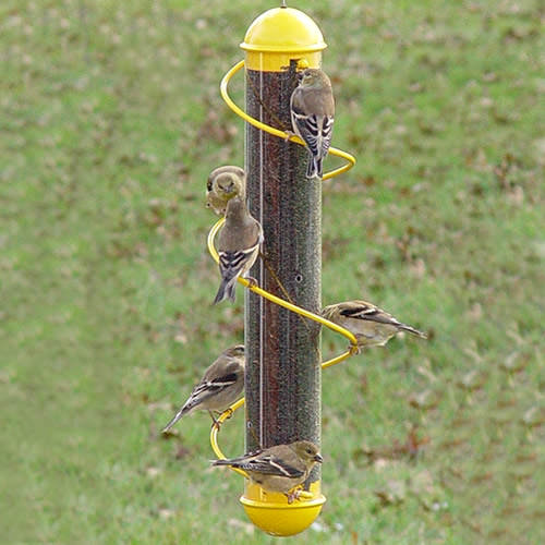 plastic tube bird feeder with yellow swirls for birds to perch