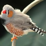 zebra finch perched on branch