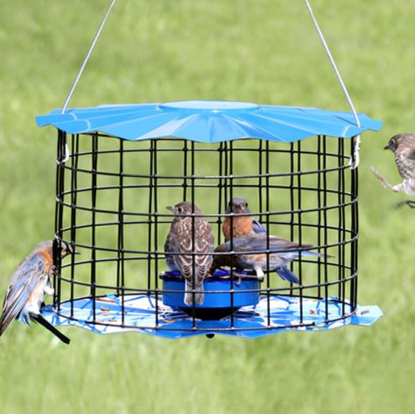 mealworm feeder cage with bright blue roof