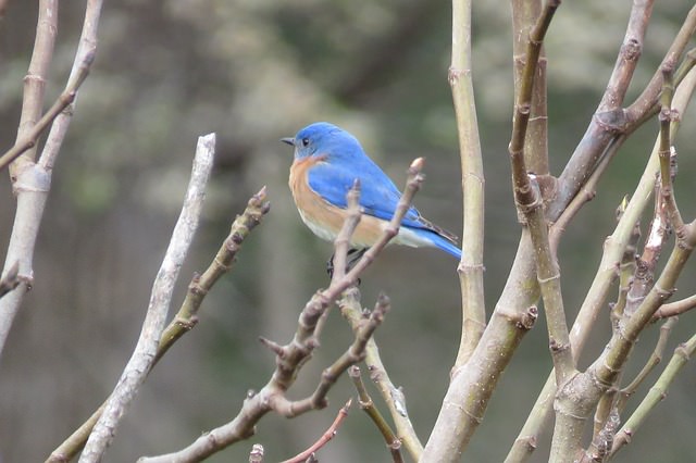 bluebird sitting in a tree