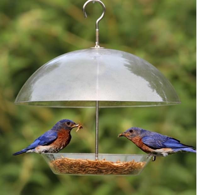 Dome-Top Bluebird Feeder