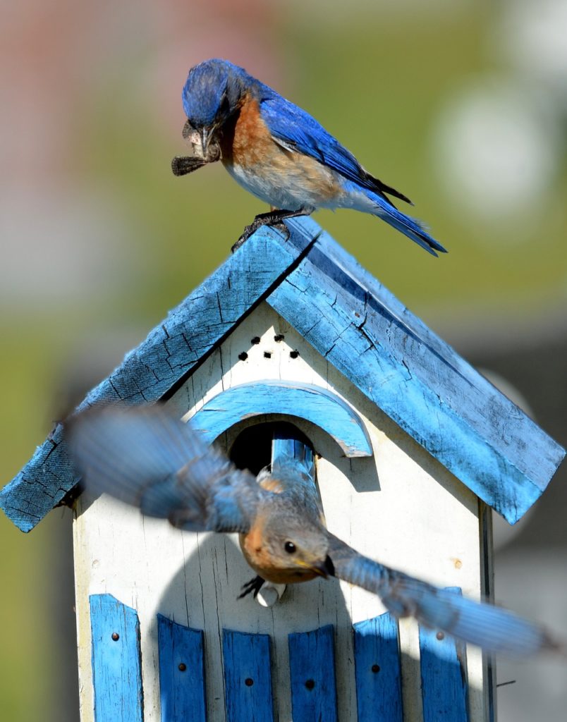 A blue and white bluebird house with two bluebirds - one perched on top and one flying out of the house