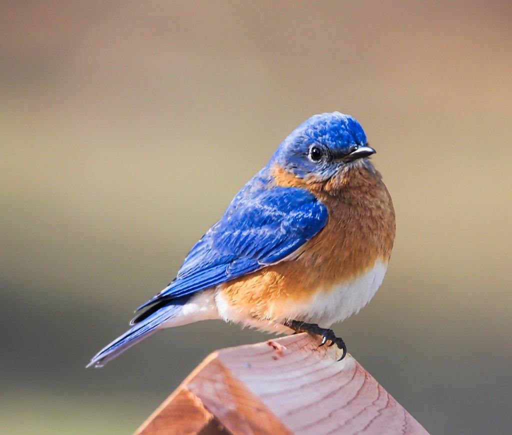 bluebird perched on the top of a birdhouse