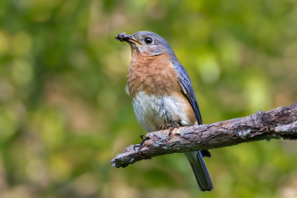 eastern bluebird sitting on a branch and eating an insect