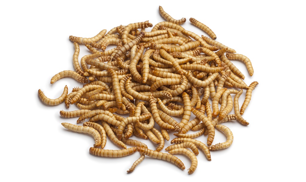 dried mealworms on a white background