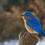 eastern bluebird perched on a tree stump
