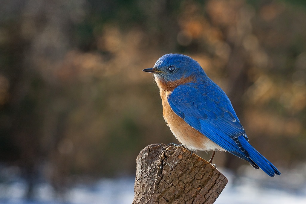 eastern bluebird perched on a tree stump