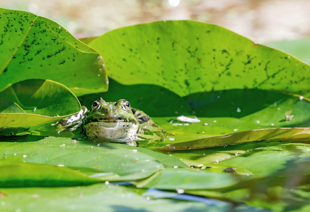 frog sitting on a lily pad in a pond