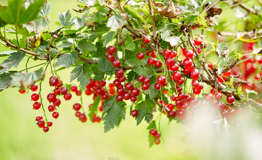 red currant bush in the garden