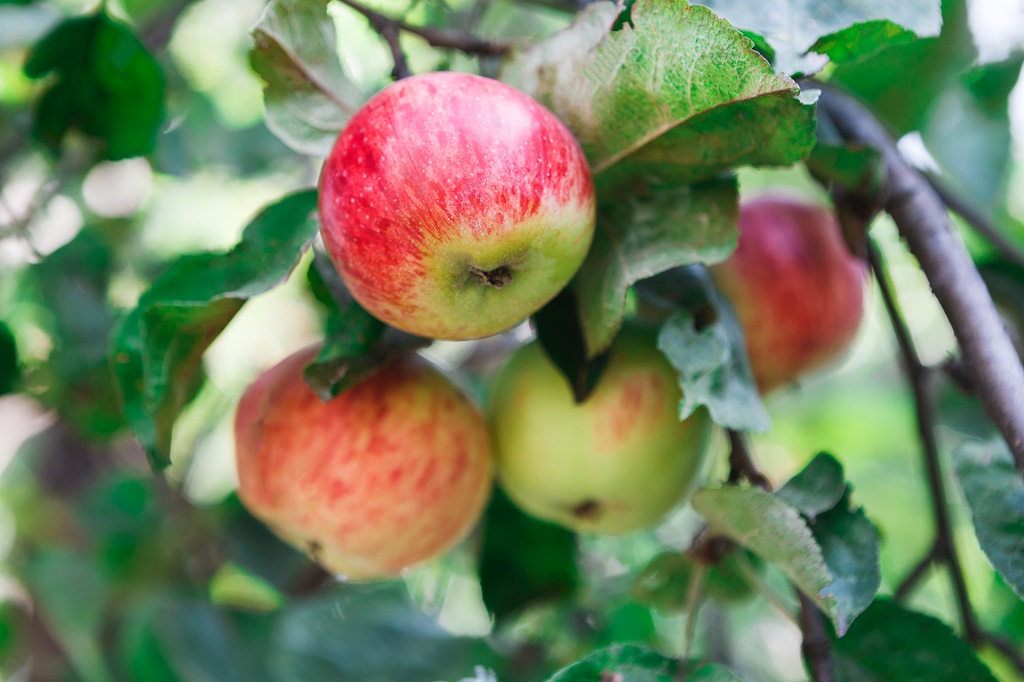 ripe apples hanging from a tree branch