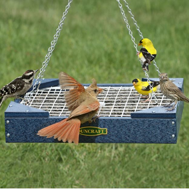 Hanging Blue platform feeder in the yard