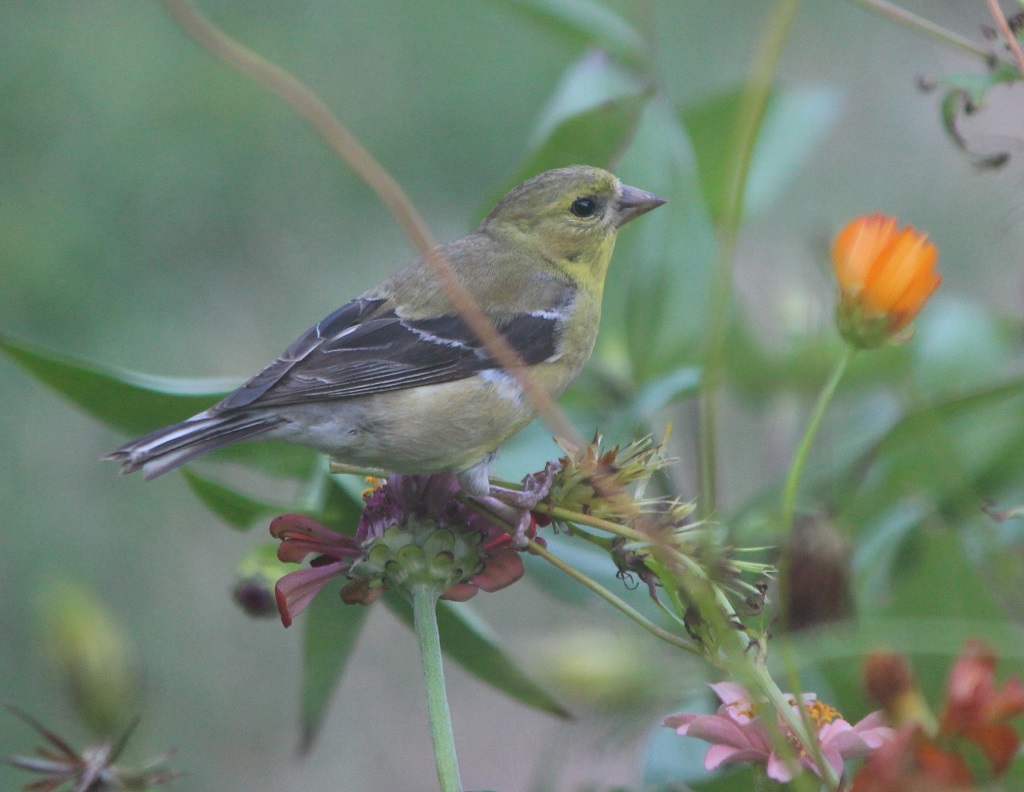 The female finch perched on a zinnia  