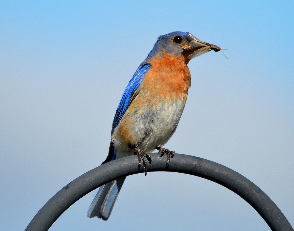 bluebird eating insect