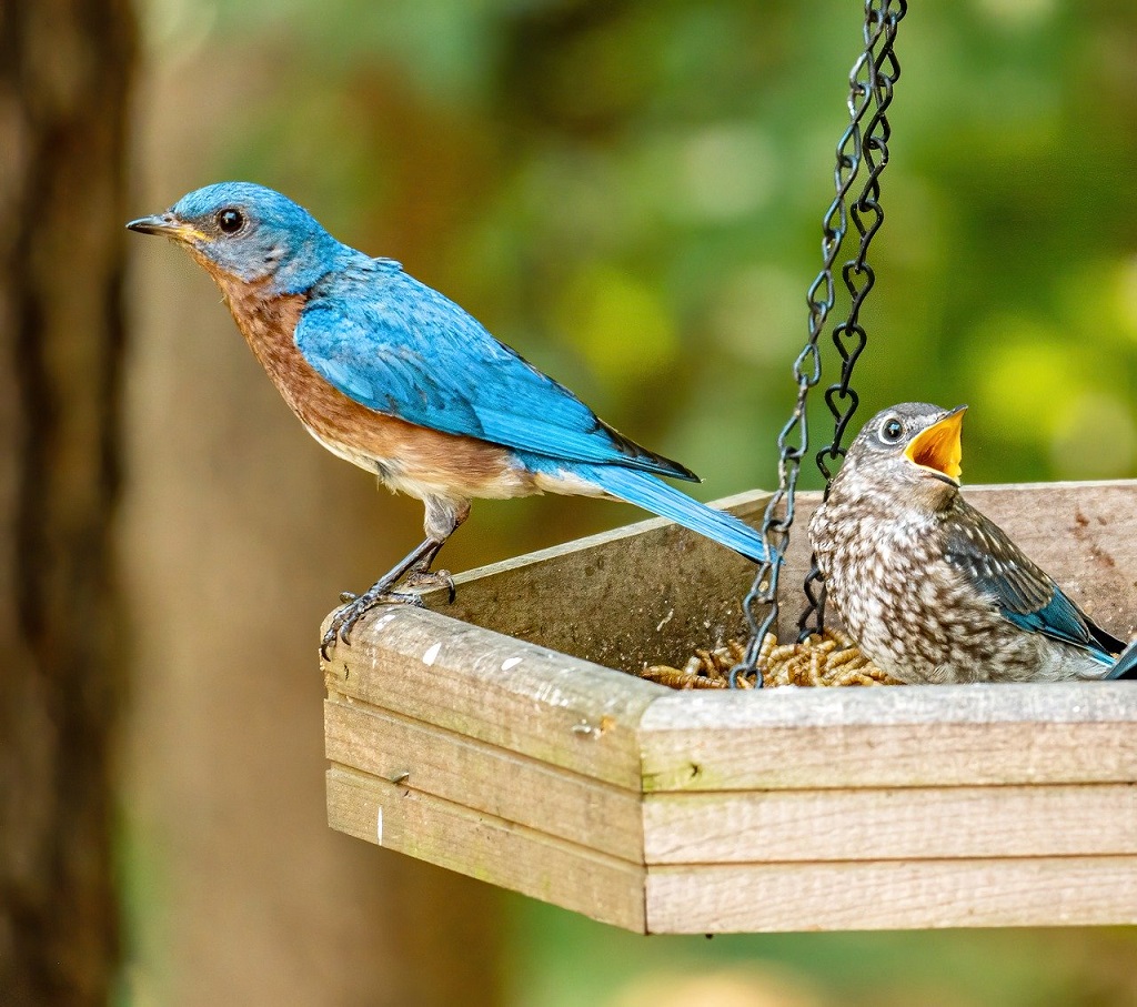 download feeding bluebirds mealworms download feeding bluebirds mealworms