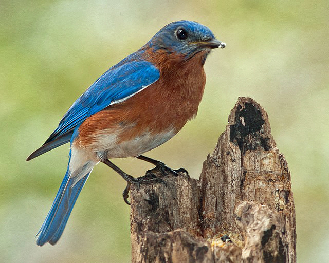 bluebird sitting on a tree stump