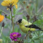 goldfinch in the flower garden