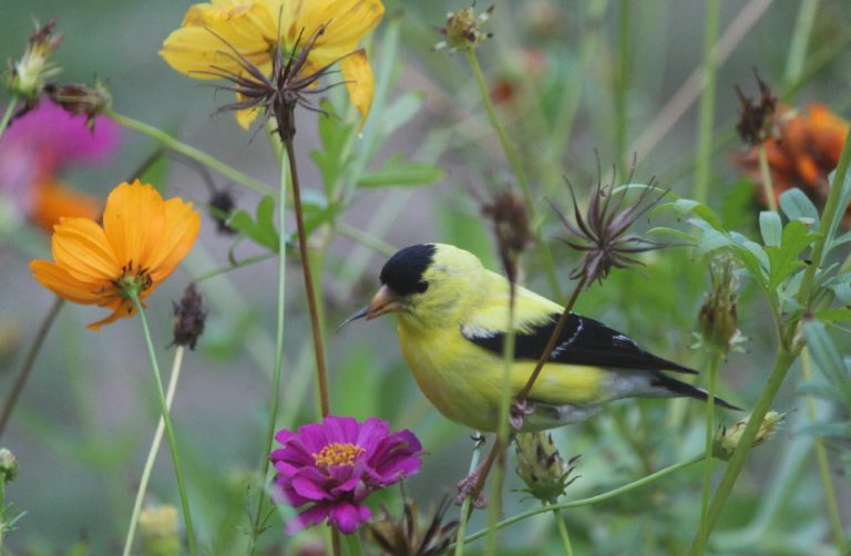 goldfinch in the flower garden