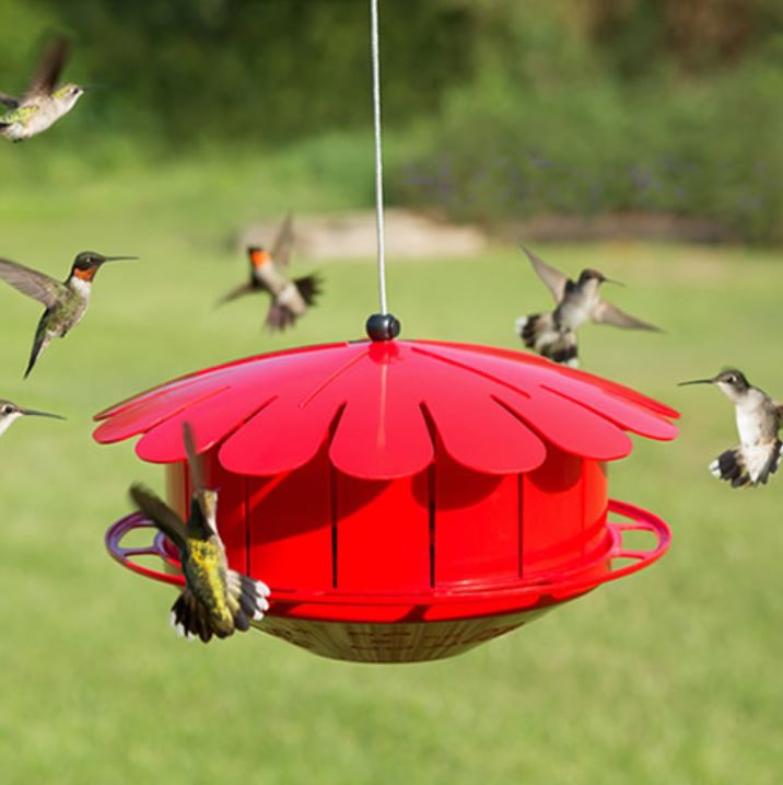 Red Fruit Feeder for Hummingbirds by Duncraft