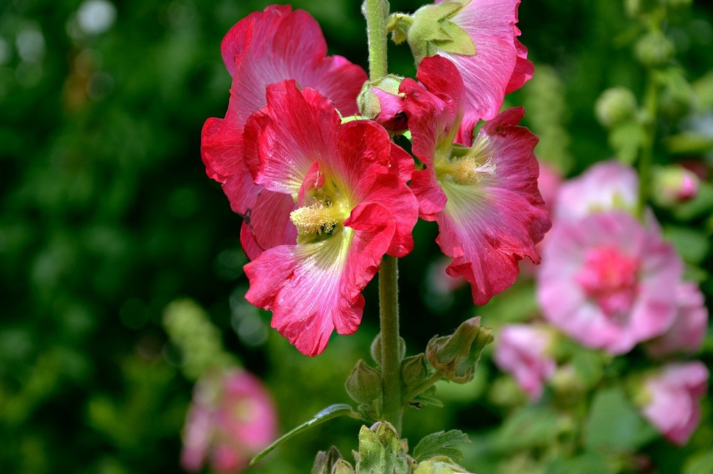 Bright red flowers of the Hollyhock