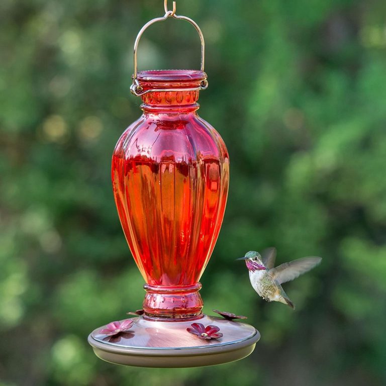 best hummingbird feeder 2020 best hummingbird feeder 2020