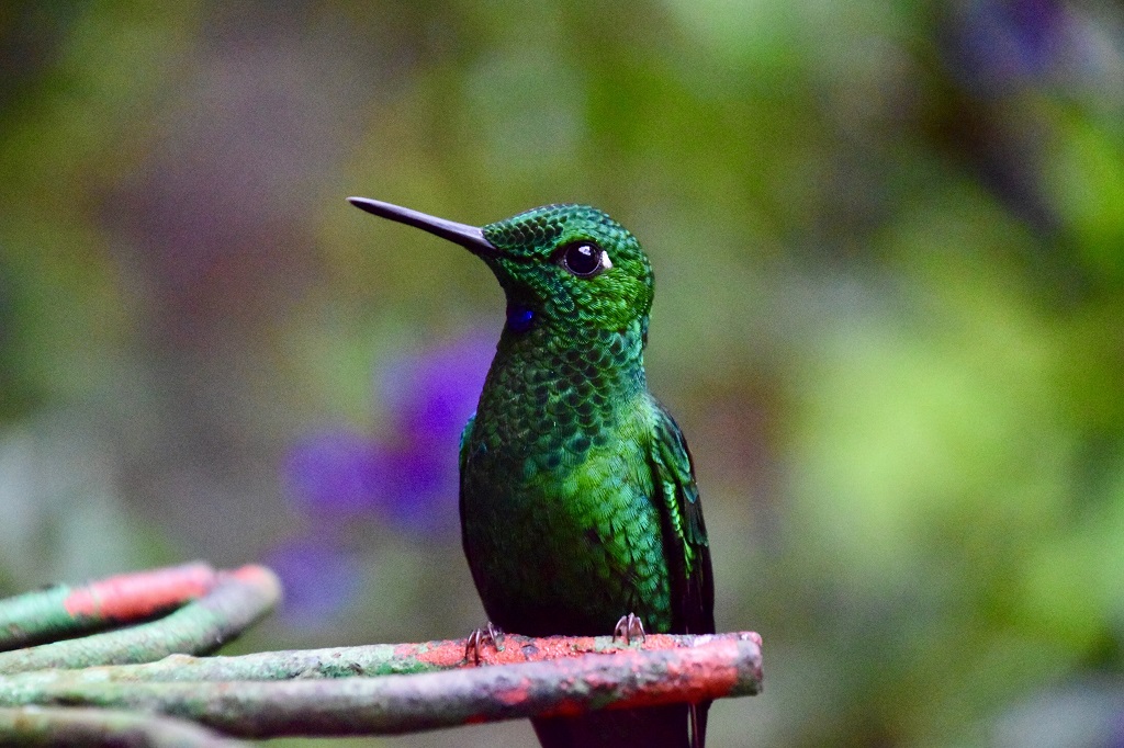 Pretty Green hummingbird perched on a garden ornament