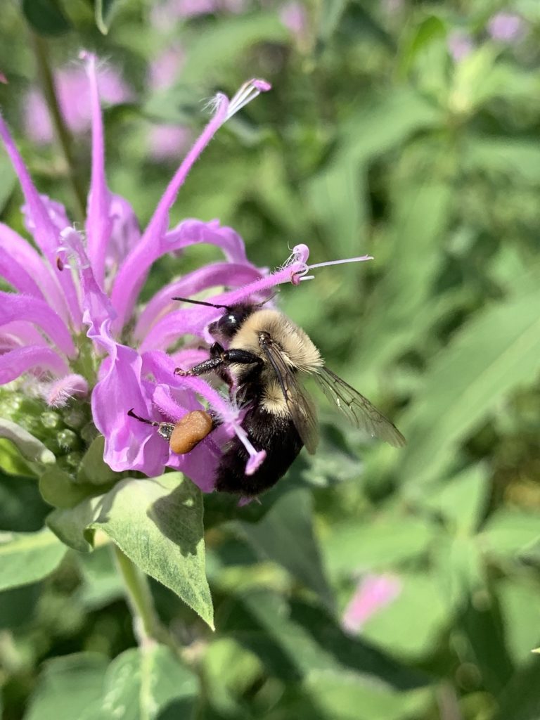 Pink purlple bee balm