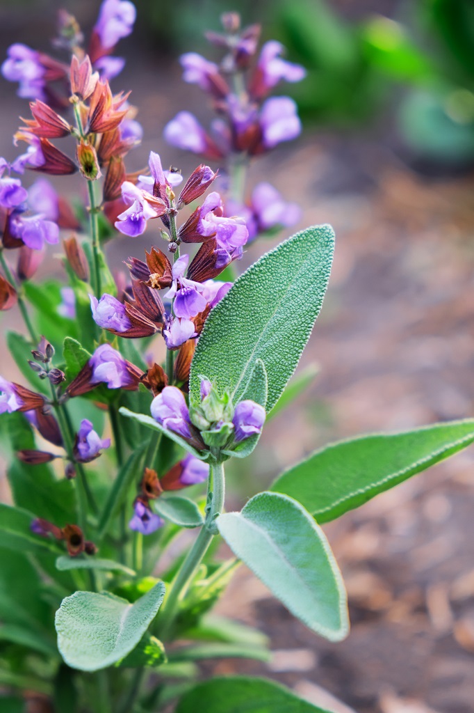 Sage blooming purple flowers